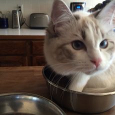 A white and grey cat with blue eyes sitting in a metal bowl on their kitchen counter