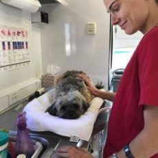 A vet tech checking out a small grey fluffy dog