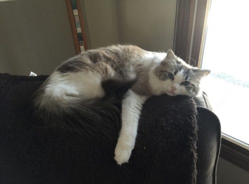 A white and grey cat laying down on the back of an arm chair
