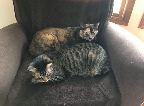 Two cats laying down on an arm chair. One cat is black and grey striped and the other cat is orange and black calico