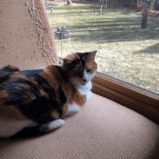 A orange, black and white calico named Sam sitting on a chair looking outside