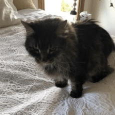 A fluffy black and grey cat named Sophie sitting on a bed