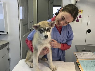 A vet tech holding a grey and white husky puppy on the exam table